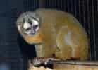動物図鑑・ヨザルの写真 5